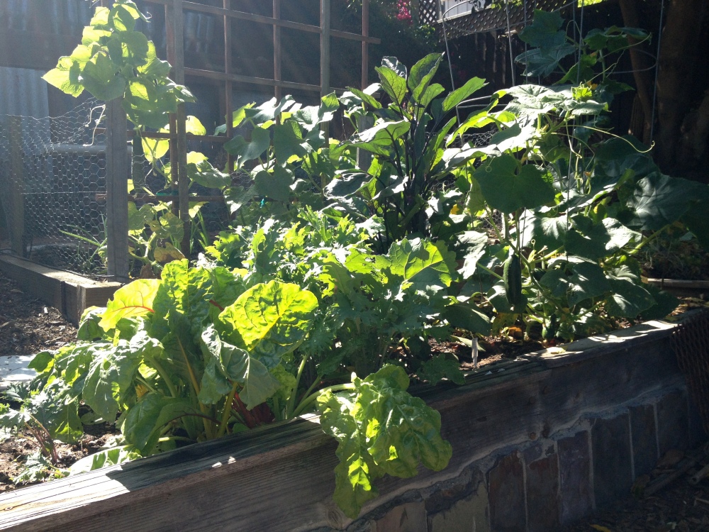 Swiss chard, kale, eggplant, cucumbers growing