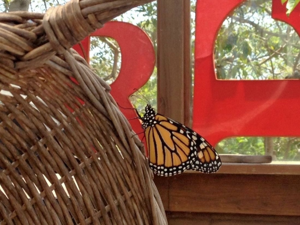 monarch hatchling newly released