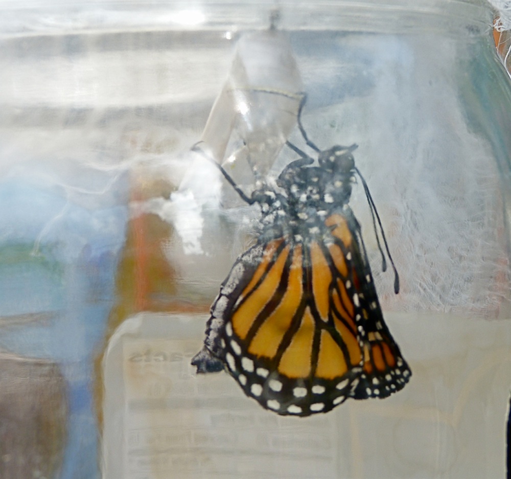 Monarch just hatched. It is hanging from the remains of the chrysalis.