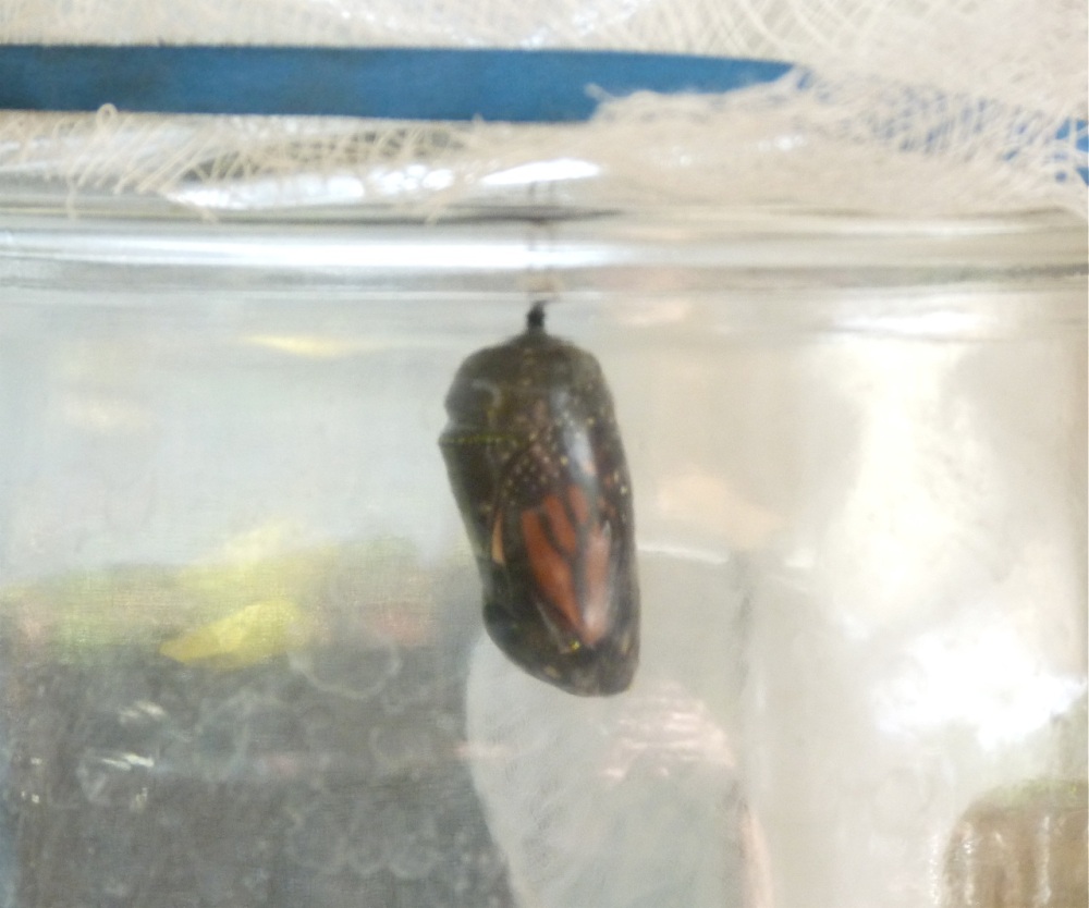monarch butterfly chrysalis about to hatch