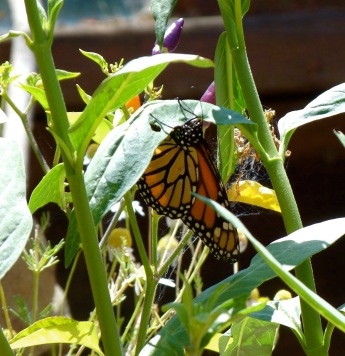Monarch laying an egg on the underside of a milkweed leaf