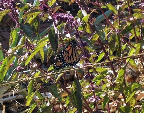 Recently hatched Monarch butterfly on basil