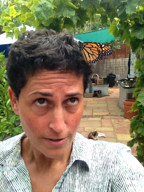 Monarch butterfly on my head