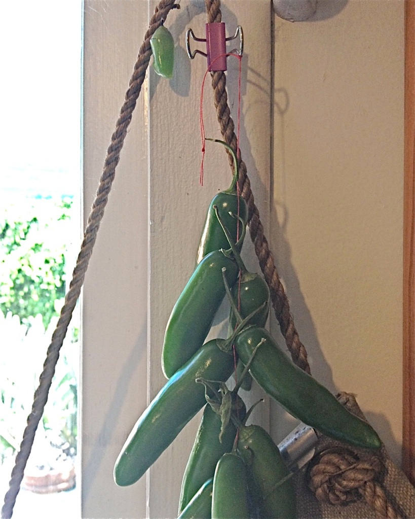 Monarch chrysalis hiding with serrano peppers