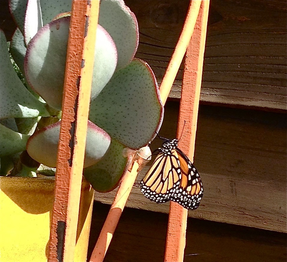 Recently eclosed Monarch on succulent