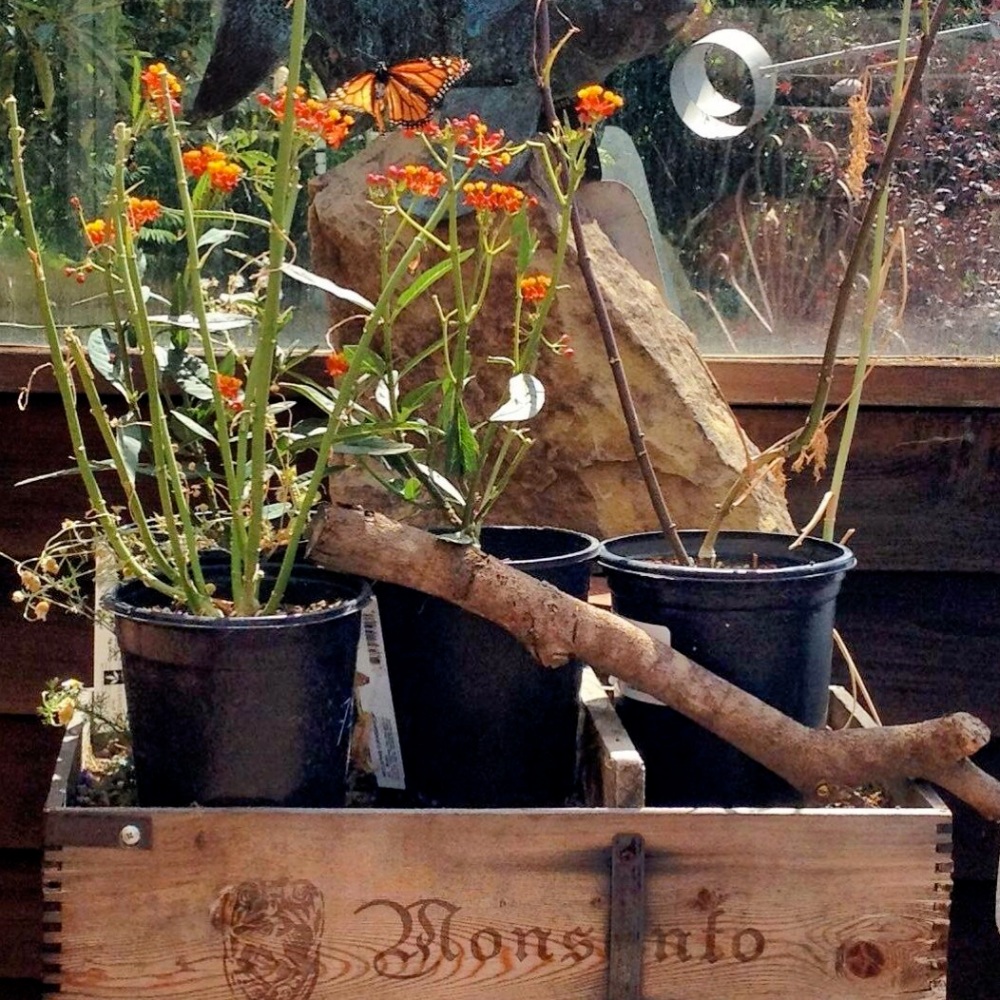 Having fun growing milkweed in a box that says Monsanto. Just my way of saying "Suck it, Monsanto."