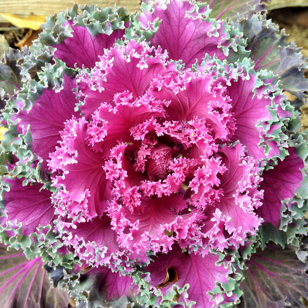 This outrageously gorgeous Ornamental Kale is also edible!