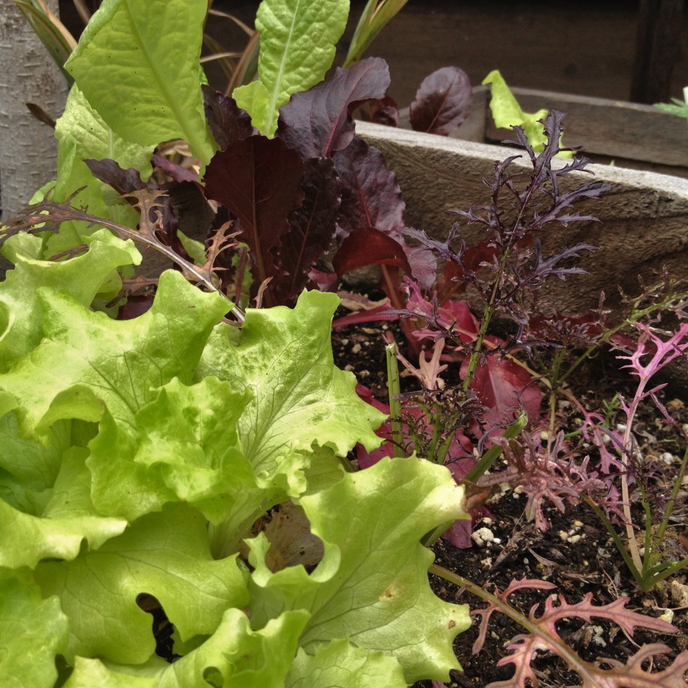 Growing lettuce is fun!