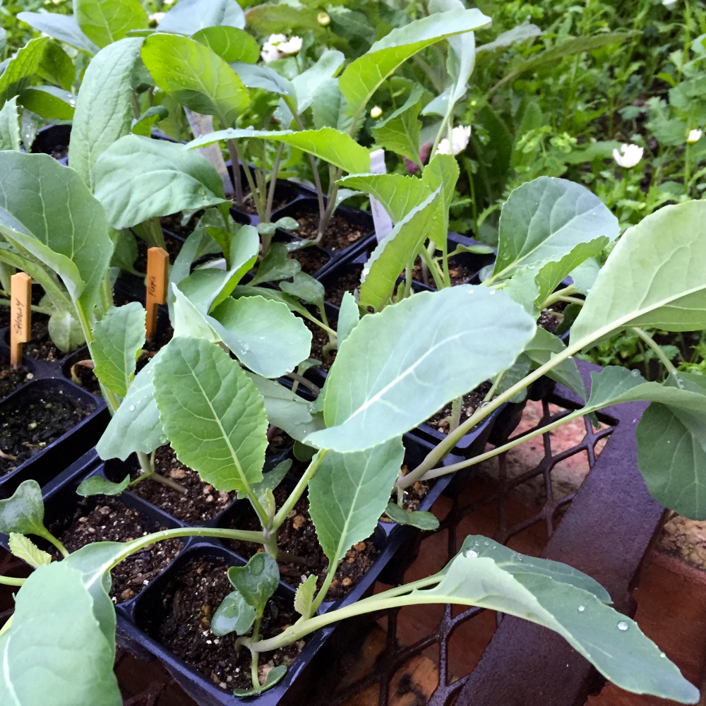 Cauliflower seedlings