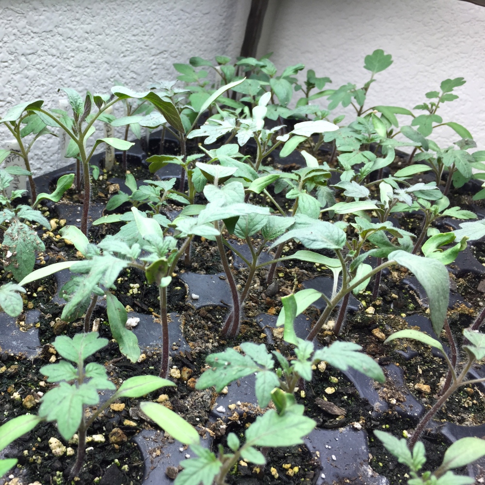 A few of my heirloom Tomato Seedlings